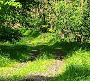 Ein Rehlein in Sicht
