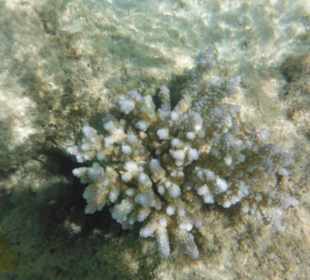 Hausriff, rechts von der Marina