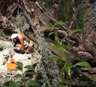 Basilica de la Mare de Deu de Lluc