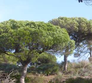 Bei einer Wanderung im Park Natural Ria Formosa