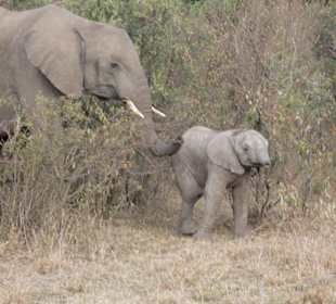 Elefanten in der Mara