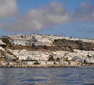 Delphin Safaritour von Morgan aus