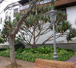 Parque del Drago