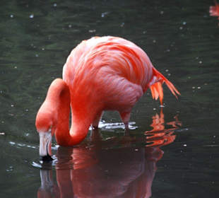 Der Flamingo bei der Futtersuche!