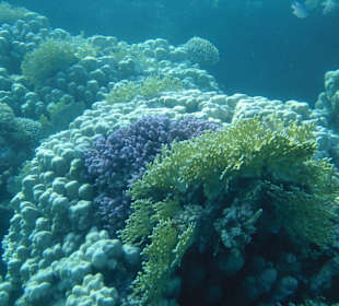 Traumhafter Korallendschungel