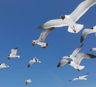 Mövenschwarm am Strand