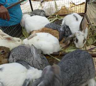 Tierhandel auf dem Markt
