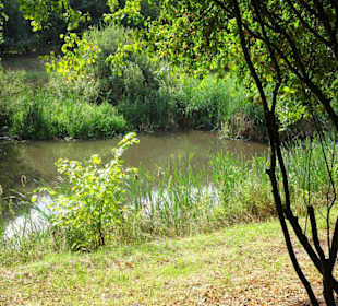 Das Wasserbiotop im Arboretum