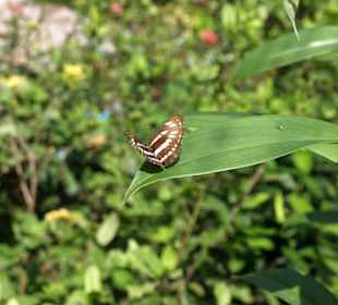 Schmetterling
