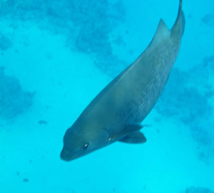 Großes Fischlein am Hausriff