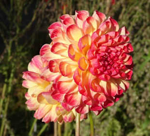 Rundgang durch den Botanischen Garten Hamburg