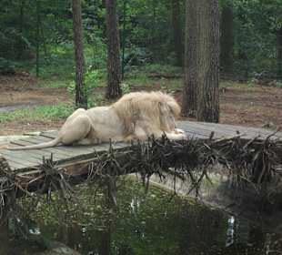 Löwen während der Fütterung