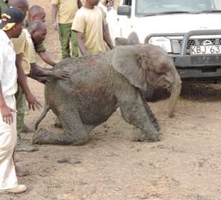 Babyfant-Rettung auf dem Weg nach Galdessa