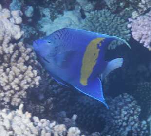 Arabischer Kaiserfisch,oder Mondfisch