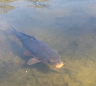 Frühling im Westfalenpark Dortmund