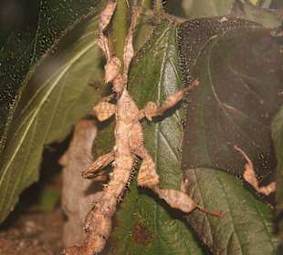 Ein wandelndes Blatt