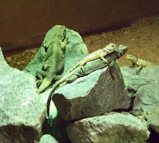 Tropenaquarium Hagenbeck