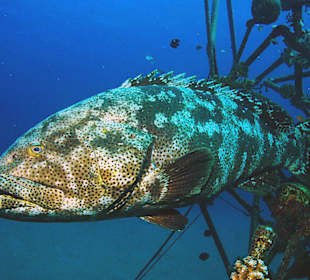 Zacki George bewacht ständig das Hausriff