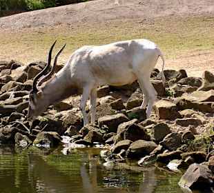 Tiere trinken aus dem "Sambesi"-Fluß 