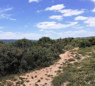 Addo Elephant Park