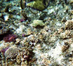 Hausiff des Hotel Akassia Swiss Resort El Quseir