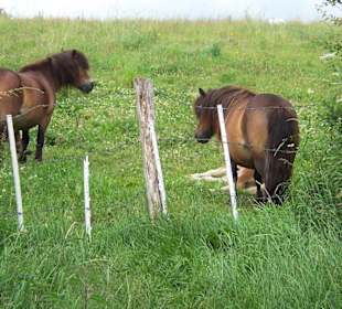 Flora und Fauna Holnis Spitze