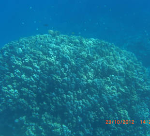 Подводный мир возле отеля