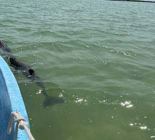 Delfine im offenen Meer