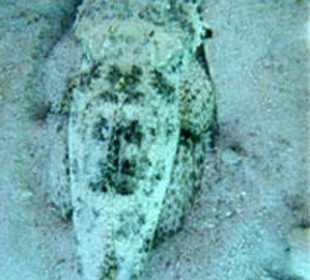 Teppichkrokodilfisch