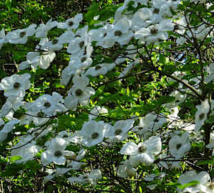 Sichtungsgarten Hermannshof