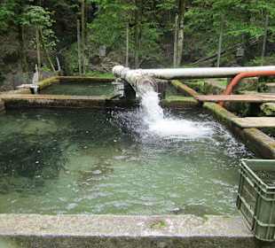 Forellenfarm und Agriturismo Punt di Reseg