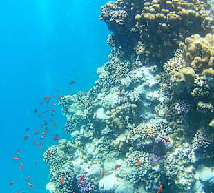 Schnorcheln Marsa Alam