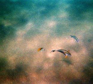 Schnorcheln am Hausriff