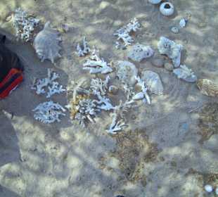 Muscheln und Korallen
