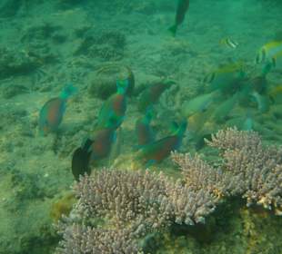 Papageifische