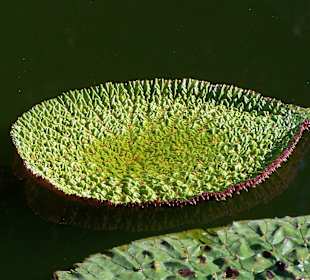 Beeindruckende Wasserpflanze