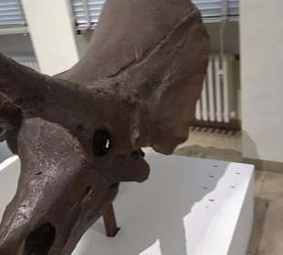 Staatliches Naturkunde Museum