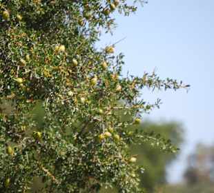 Der Baum mit den Argane-Früchten