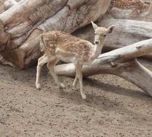 Im Tierpark