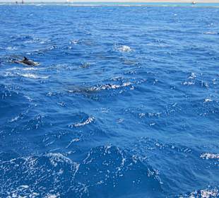 Mit diesen Tieren schwimmen