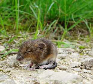 Auf dem Weg im Naturerlebnispark