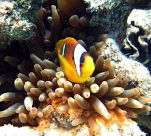 Anemonenfisch Schnorcheln Gorgonia Beach