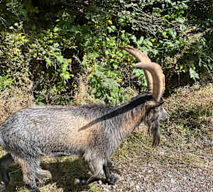 Besichtigung Avelengo / Hafling