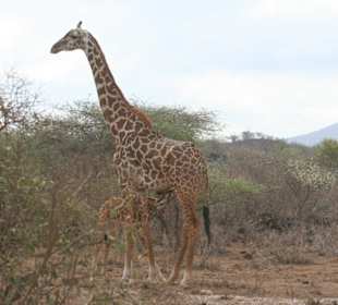 Amboseli