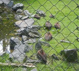 Tierpark Hagenbeck