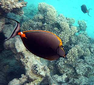 Gelbklingendoktorfisch