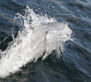 Delphine begleiten das Boot