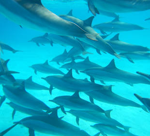 Delfinschwimmen Dolphin Island Marsa Alam	