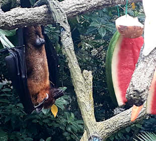 Singapur Zoo