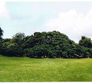 Royal Botanic Garden in Peradeniya